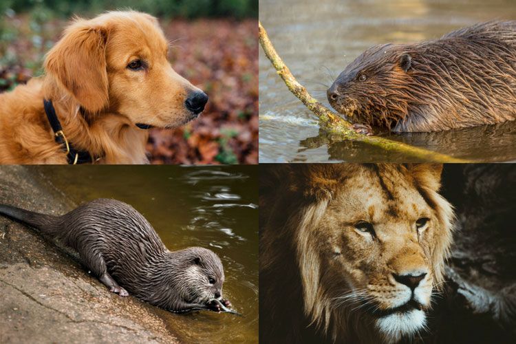 otter lion beaver retriever personality test
